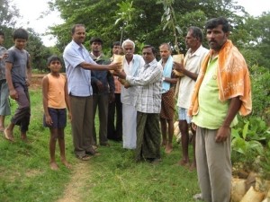 distribution of forestry seedlings